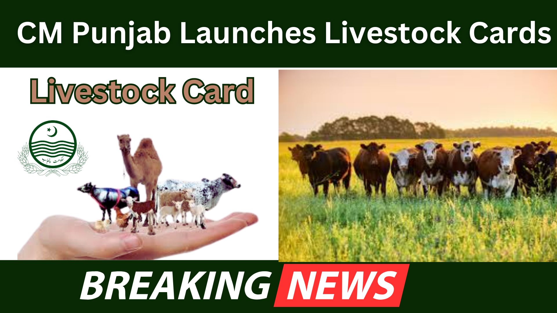 CM Punjab Livestock Card